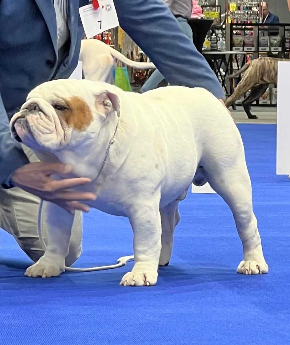 Buldog angielski Zkwp FCI bulldog buldozek