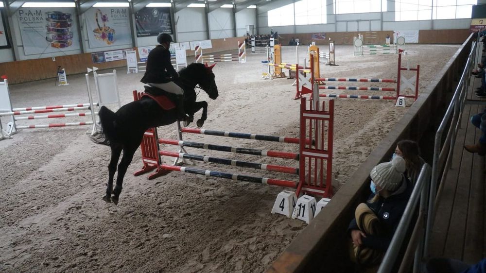 Klacz do hodowli, hipoterapii