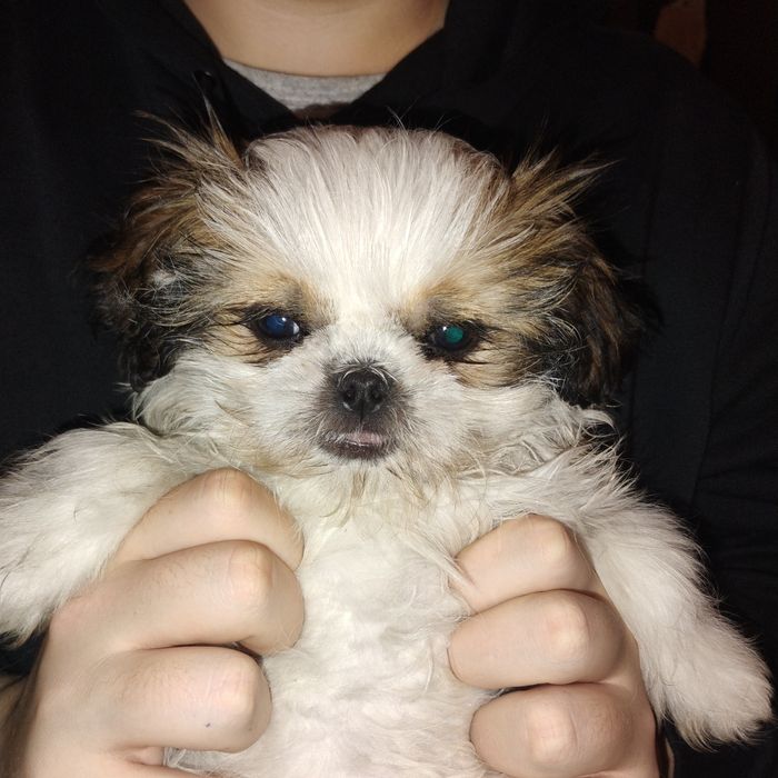 Szczeniak shihtzu suczka
