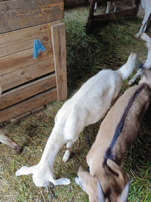 Продаються дойні кози, недорого