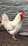 Koguty kogut młode australorp leghorn  miks kura