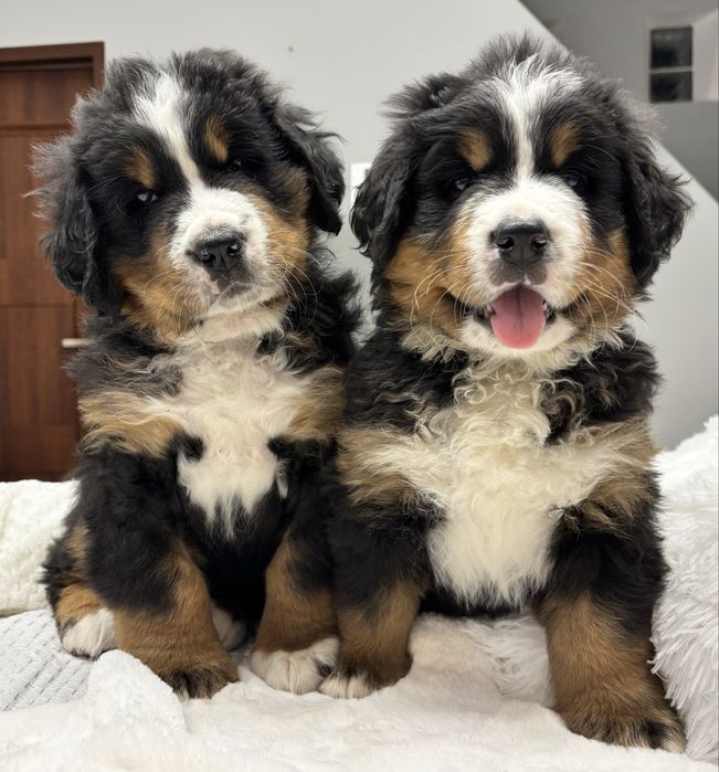 Berneński pies pasterski ZHPR UCI