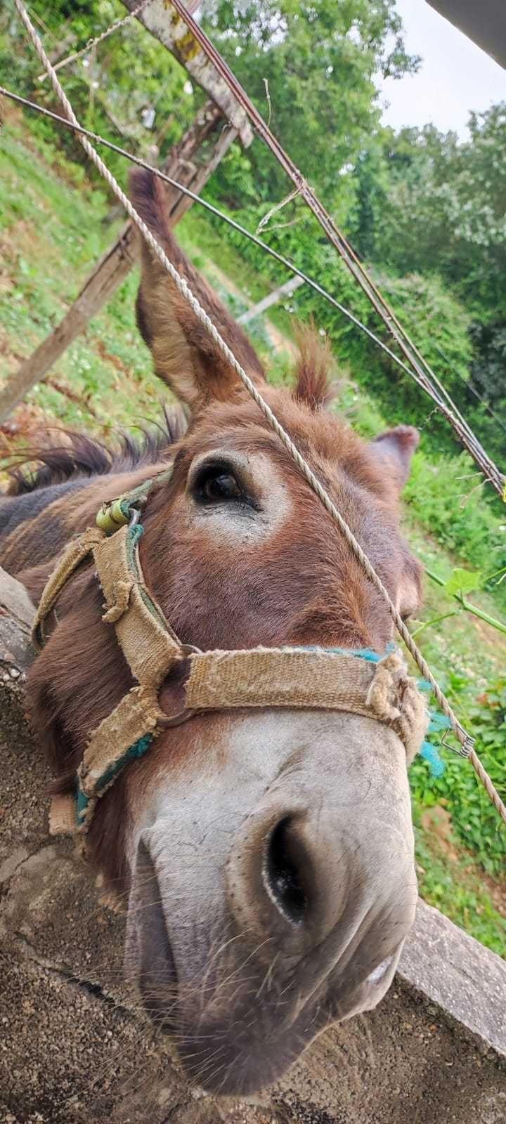 Burro castanho com 7 anos