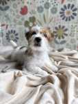 Jack Russell Terrier- pełna uroku sunia FCI