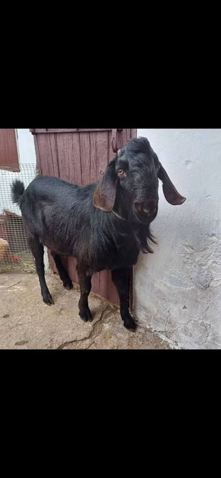 Продам англо-нубійського козла!