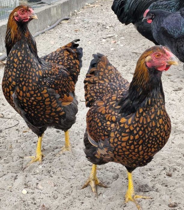 Galinhas wyandotte dourada