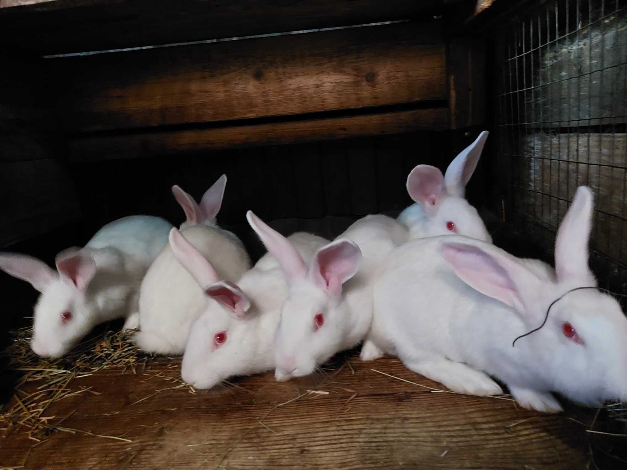 Продам Кроликів породы Термонівські білі