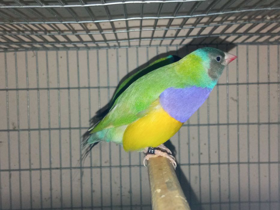 Vendo ou troco Diamantes gould cor verde macho por fêmea