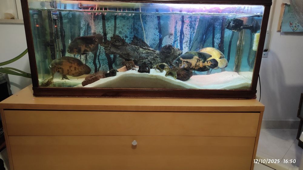 Aquário completo