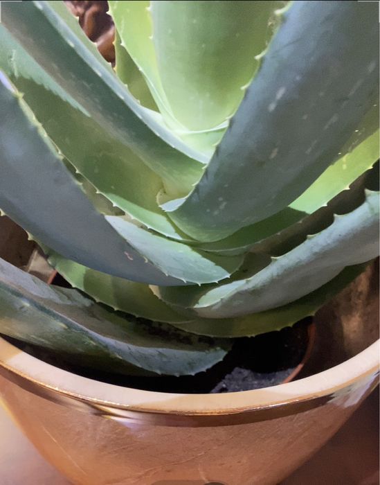 Вазон алоє вера лікувальний