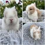 Karzełki Teddy Mini