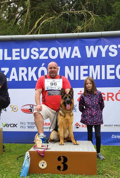 Owczarek niemiecki długowłosy fci