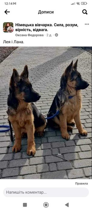 Собаки нім вівчарки