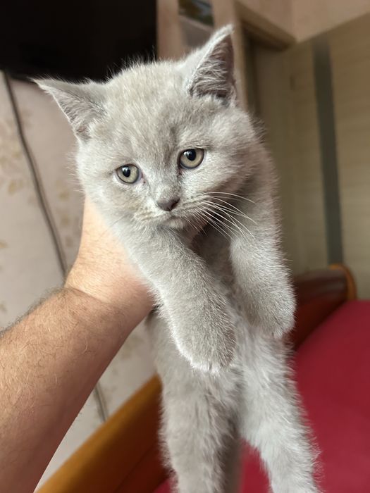 Шотландские мраморные котята