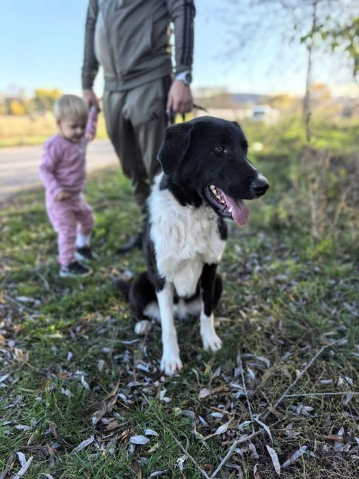 PAMELA  piękna, łagodna sunia szuka domu. Pochodzi z Bułgarii