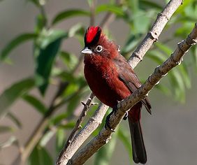 Tico tico rei vermelho