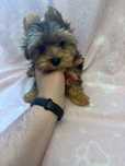 Yorkshire Terrier  miniaturka piesek do odbioru 3 miesiece