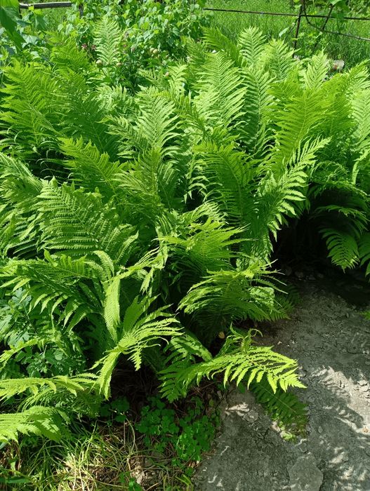 Папоротник,страусник