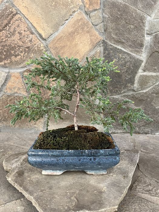 Бонсай вулична рослина ялівець 5років в керамічному горщику довжина 19