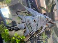 Skalary blue philippine welonowe dorosłe