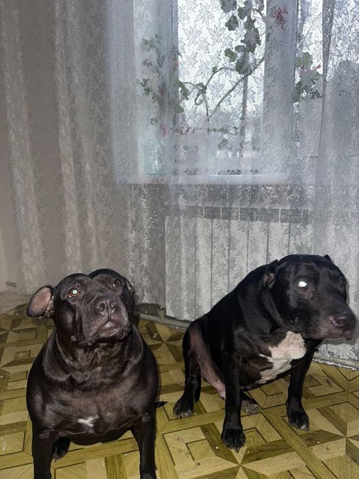 Собаки шукають родину