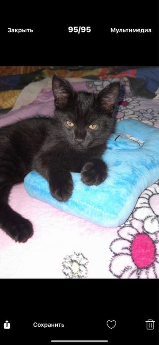 Котенок мальчик 2,5 месяца