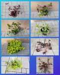 Trzykrotki kolekcjonerskie Tradescantia Własna nadwyżka