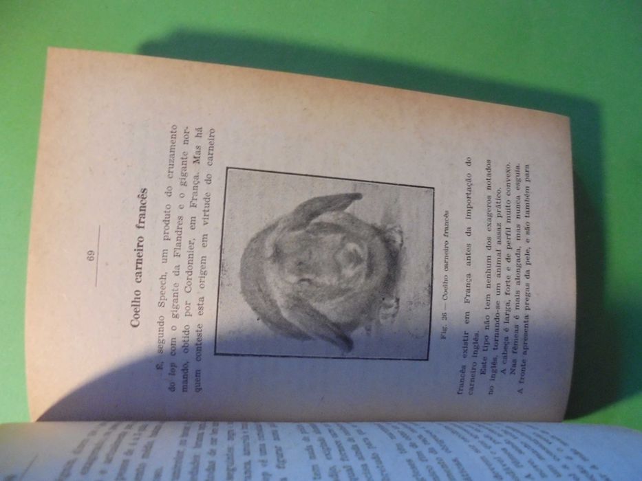 Salema (João);Coelho Doméstico