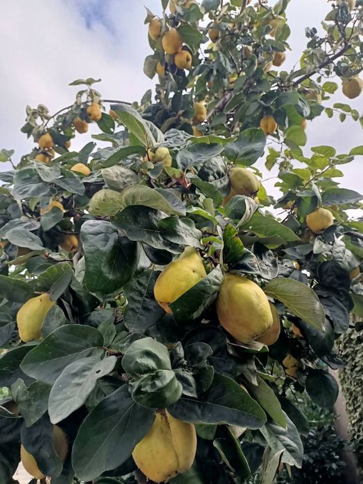 Pigwa z domowego ogrodu