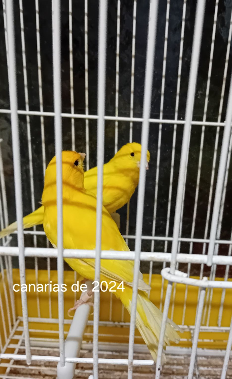 Canarias de 2024