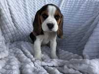 Szczenię rasy Beagle z rodowodem