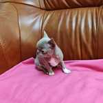 Chihuahua malutki piesek xxs o umaszczeniu czekoladowym