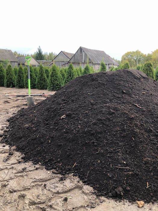 ‼️TUJA SZMARAGD‼️Duże i małe  PROMOCJA likwidacja pola