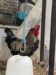 Vendo galo grande