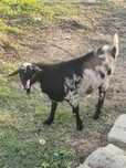 Cabrito mocho em Setúbal