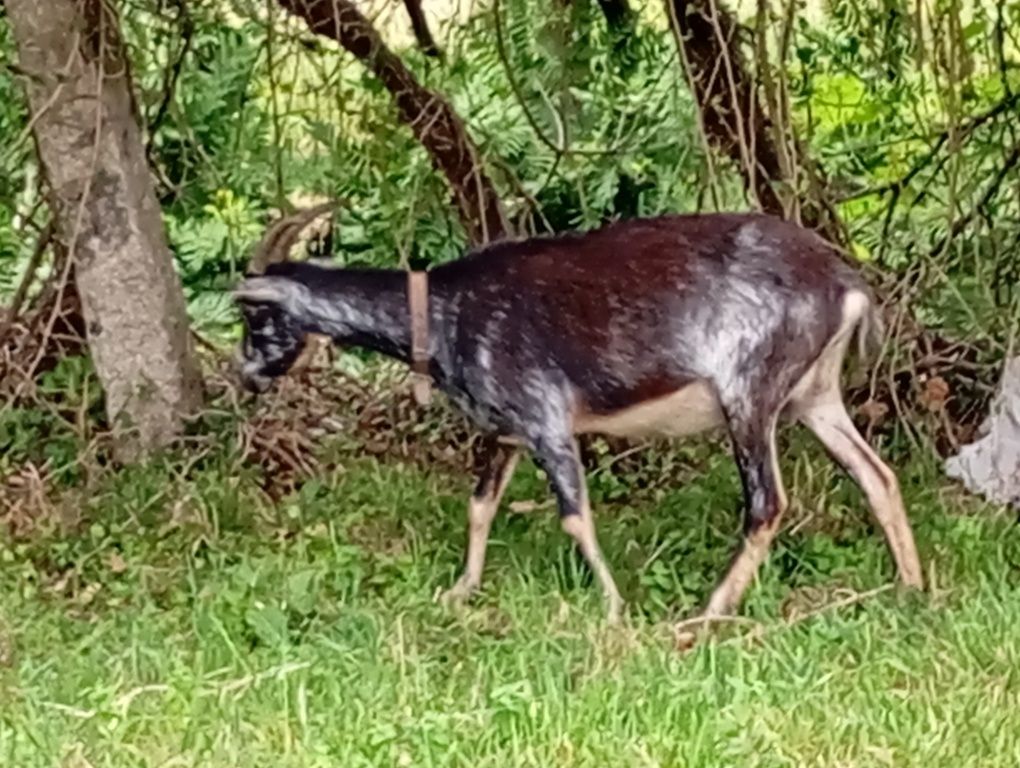 Cabra raça grande prenha