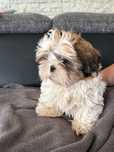 Urocza suczka shih tzu