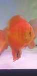 Paletki Santarem.Pigeon.Blue Diamond Red Melon.Kobalt.Turkus.Heckle