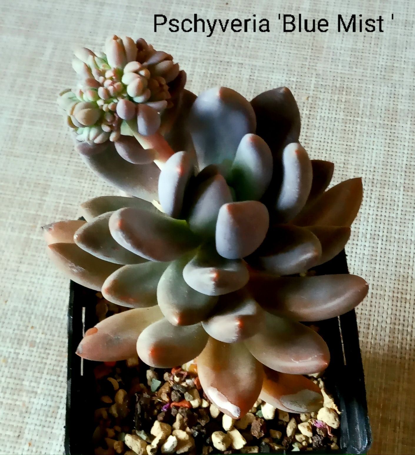 Эхеверия. (Echeveria)