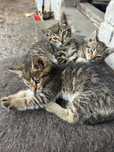 Oddam 3 kotki do adopcji za darmo