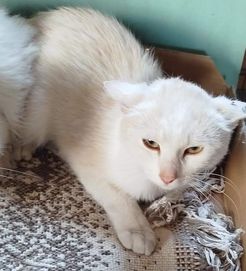 Biszkoptowo białe koty ok. 8mcy do cierpliwego domu.