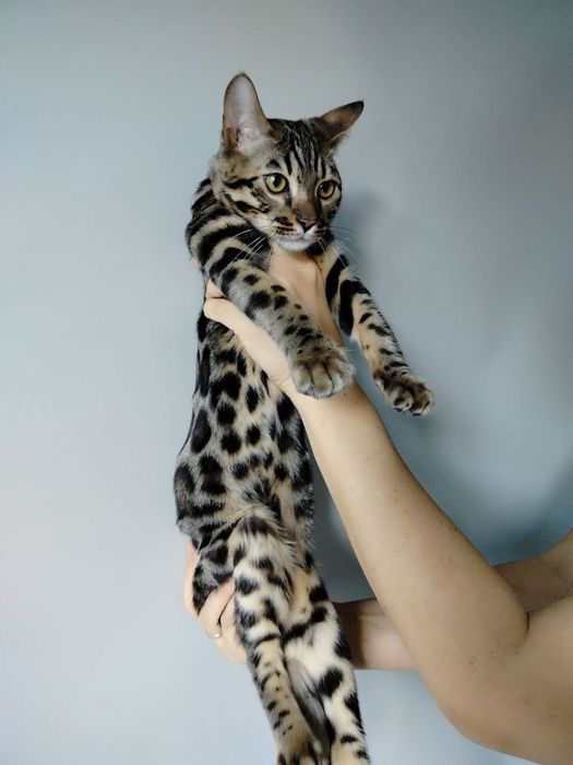 Бенгальські котенята