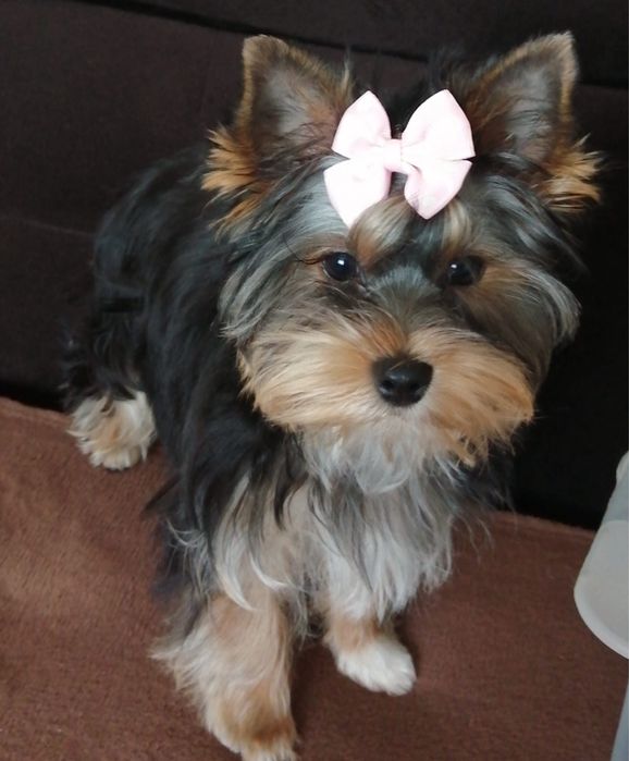York yorki czarne mini