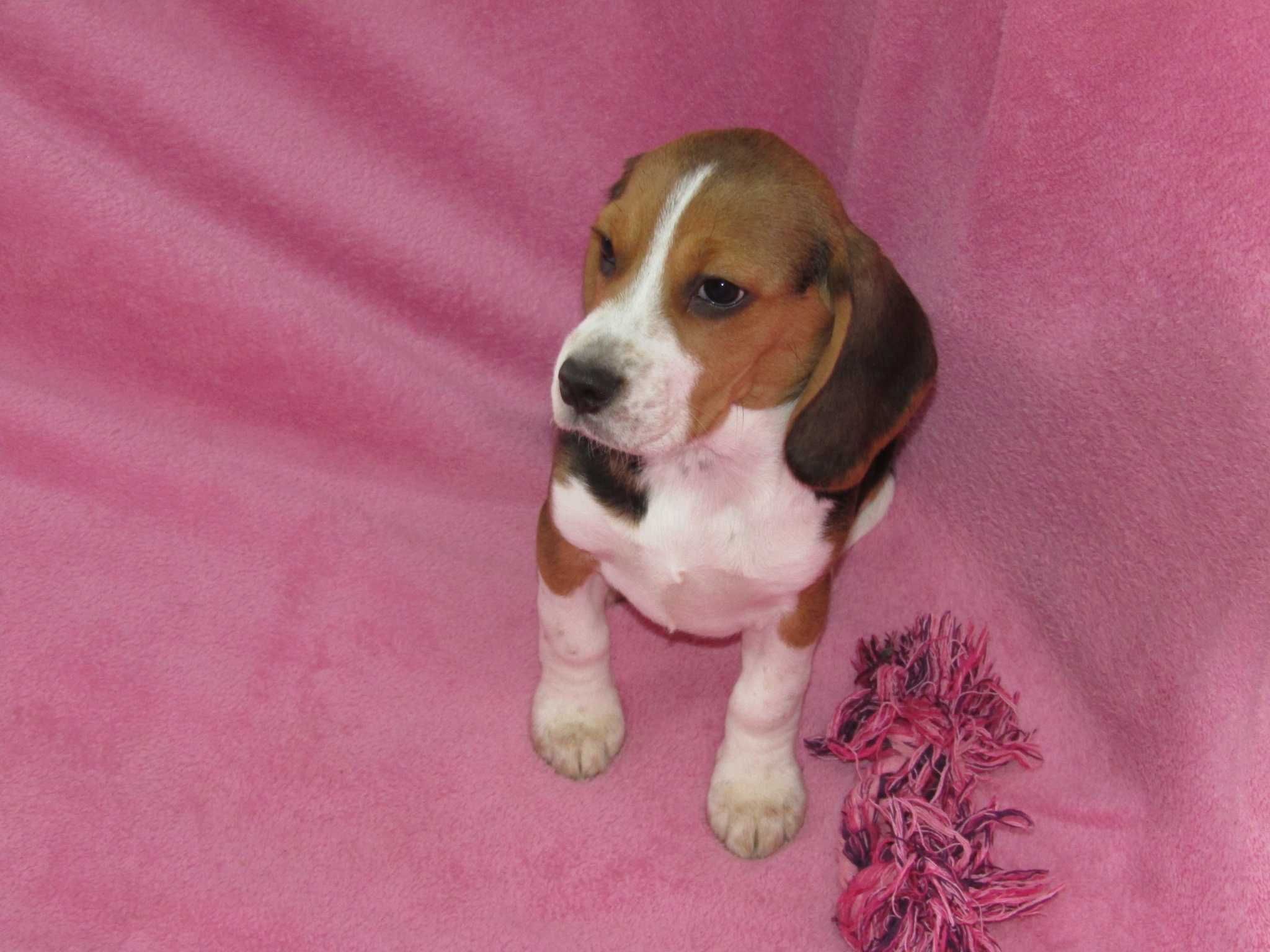 Fêmea Beagle Tricolor com LOP/Pedigree/Afixo