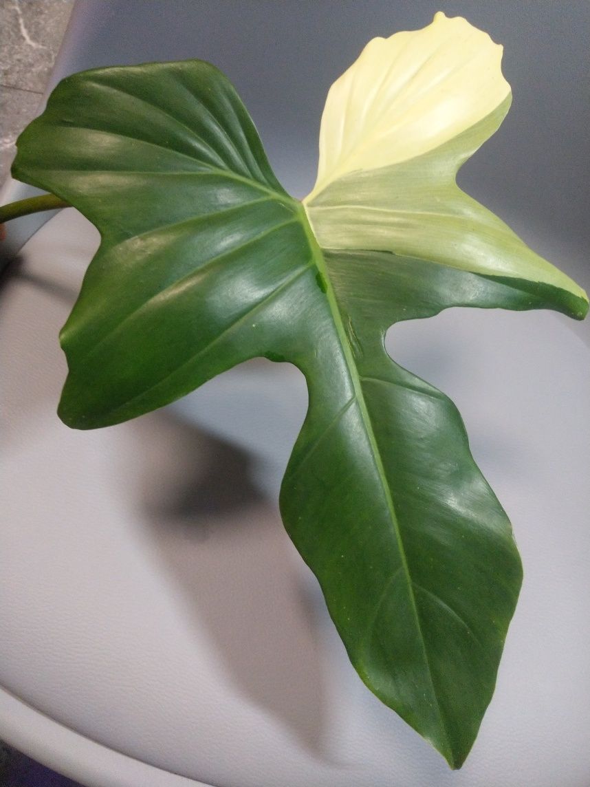 Philodendron Golden Dragon Variegata