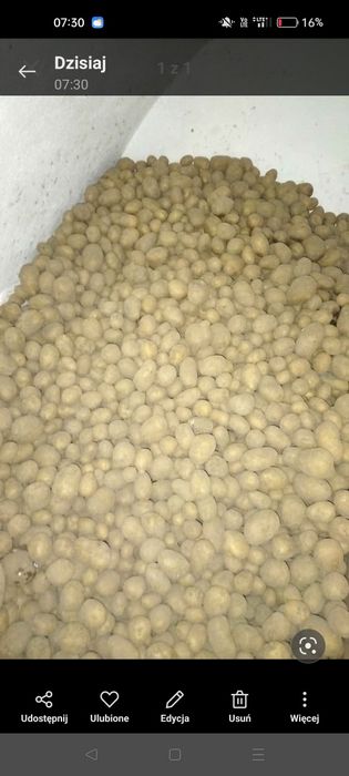 Sprzedam ziemniaki jadalne