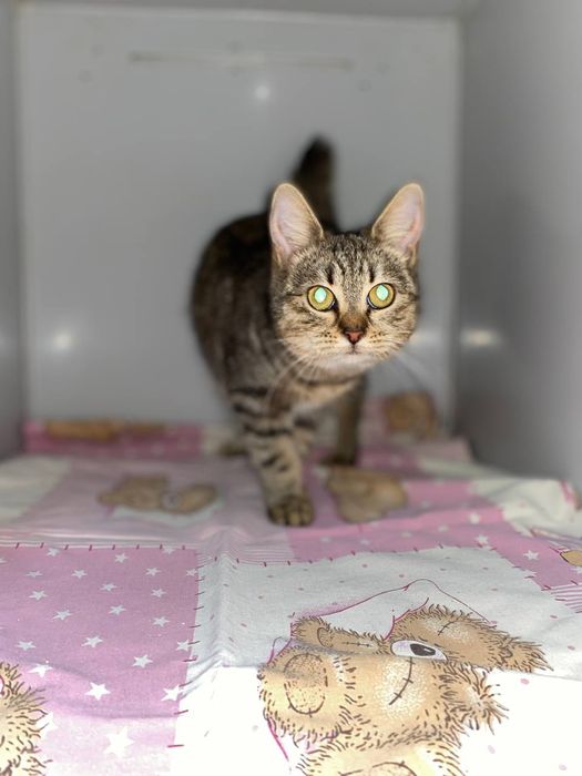 Котёнок, девочка, кошка отдам даром в хорошие руки