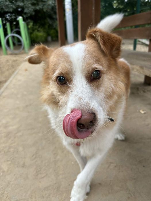 Piesek do Adopcji