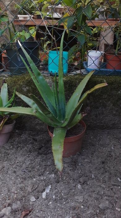 Vendo Aloe Vera Planta