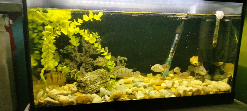 Sprzedam ryby zebry z młodymi